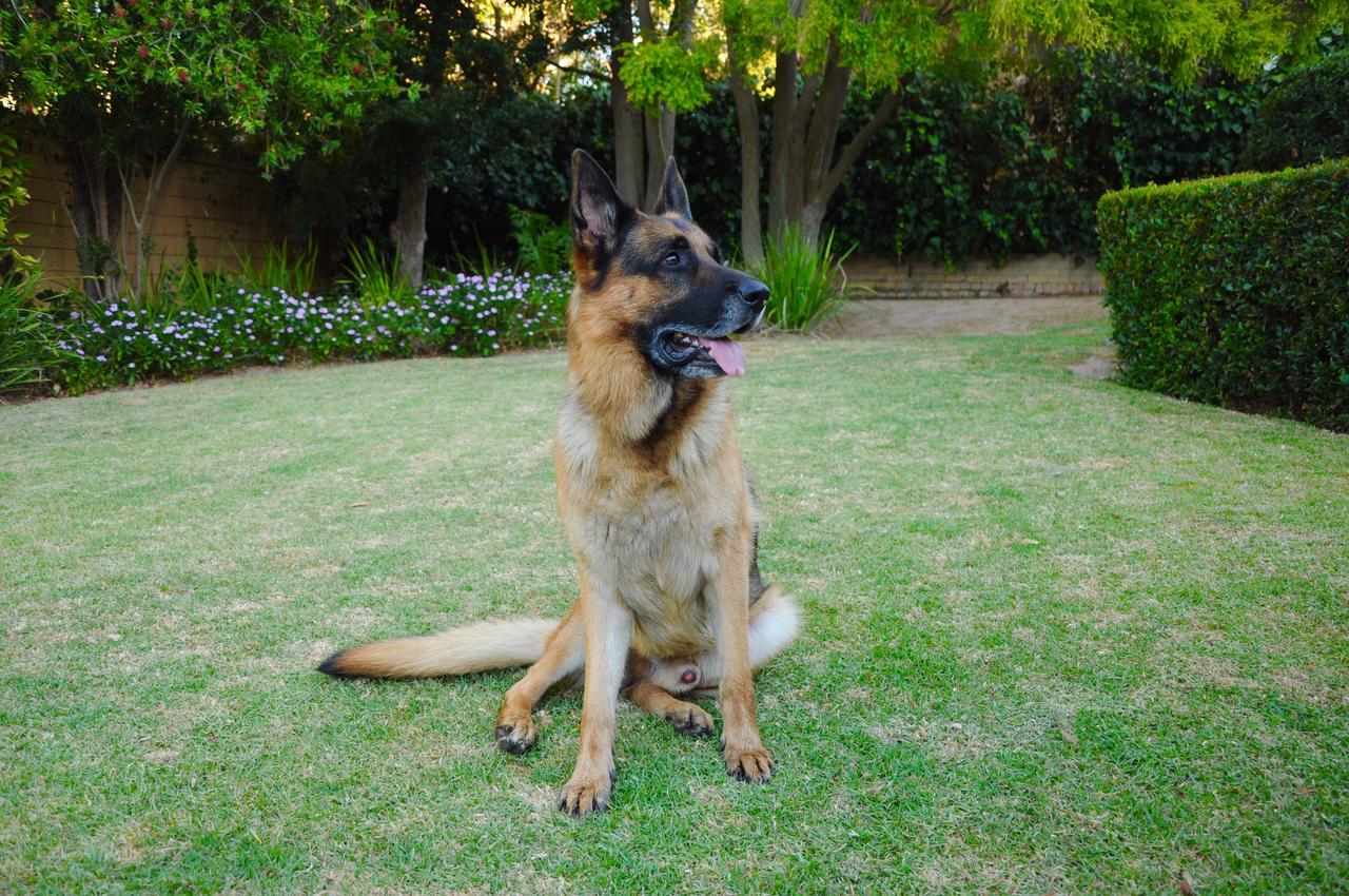 Edelweiss Bed & Breakfast Stellenbosch Luaran gambar
